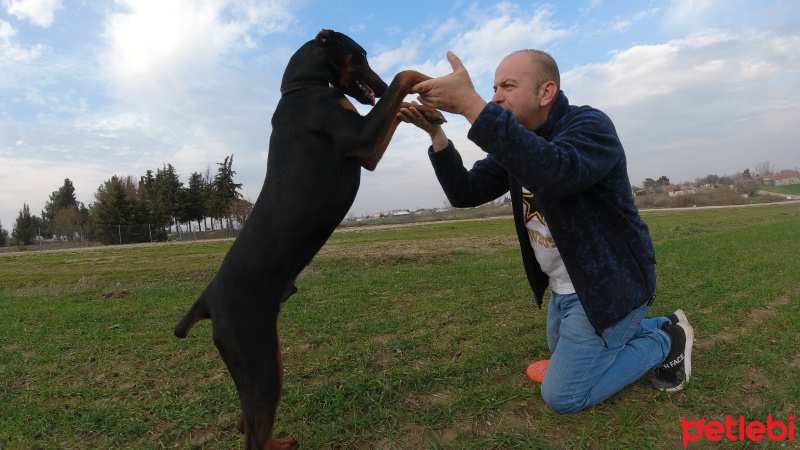 Doberman Pinscher, Köpek  gölge fotoğrafı