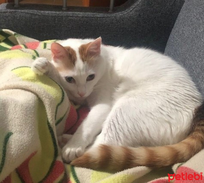 Tekir Kedi, Kedi  Karius fotoğrafı