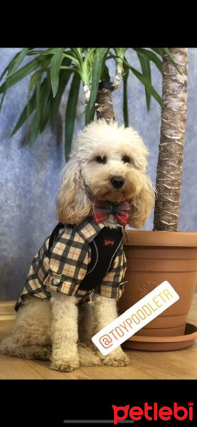 Poodle (Minyatür Kaniş), Köpek  Vegas fotoğrafı