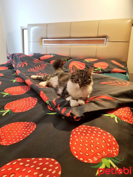 Tekir Kedi, Kedi  Şahika Mahmut fotoğrafı