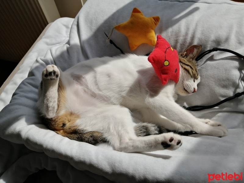Tekir Kedi, Kedi  Luna fotoğrafı