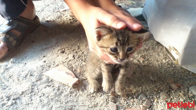 Tekir Kedi, Kedi  Pati fotoğrafı