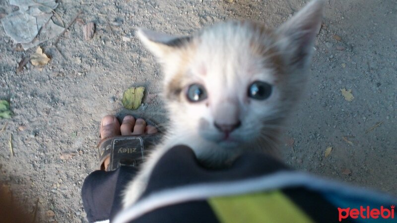 Tekir Kedi, Kedi  Pati fotoğrafı