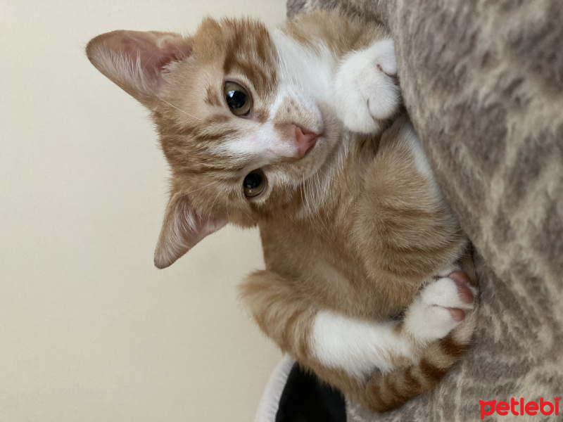 Sarman, Kedi  Turunç fotoğrafı