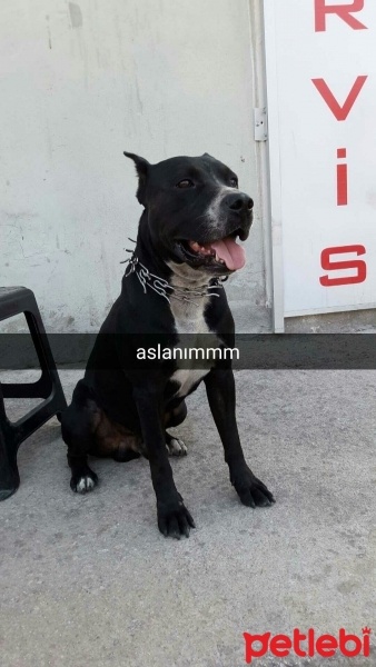 Bull Terrier, Köpek  Meço fotoğrafı