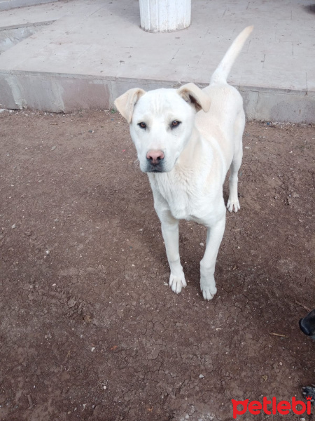 Sokö (Sokak Köpeği), Köpek  şans fotoğrafı