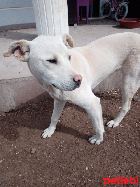 Sokö (Sokak Köpeği), Köpek  şans fotoğrafı