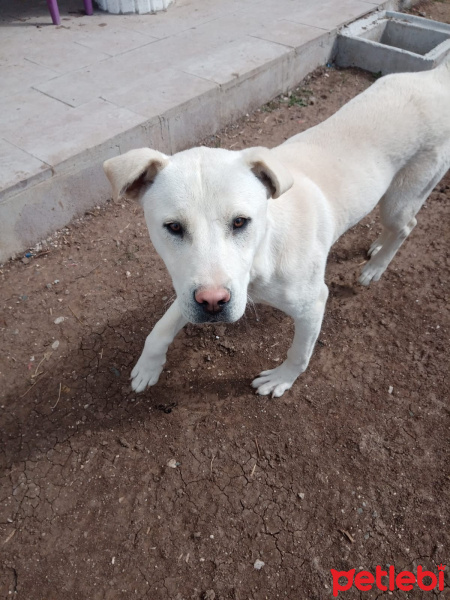 Sokö (Sokak Köpeği), Köpek  şans fotoğrafı