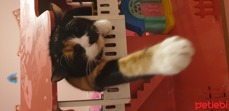 Tekir Kedi, Kedi  Misty fotoğrafı