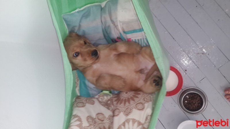 İngiliz Cocker Spaniel, Köpek  Topak fotoğrafı