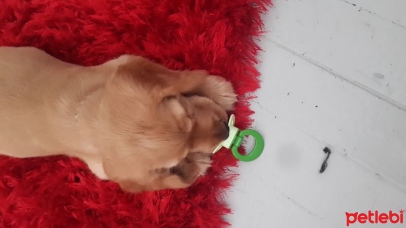İngiliz Cocker Spaniel, Köpek  Topak fotoğrafı