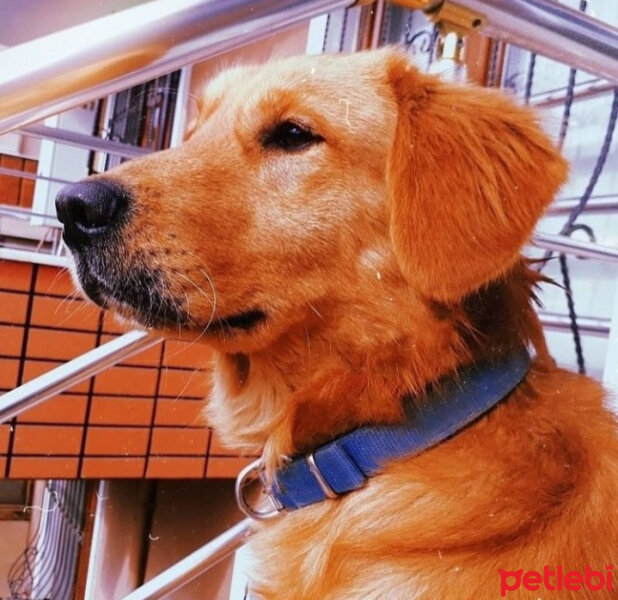 Golden Retriever, Köpek  Tarçın fotoğrafı