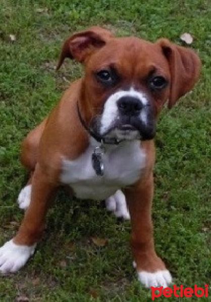 Boxer, Köpek  artie fotoğrafı