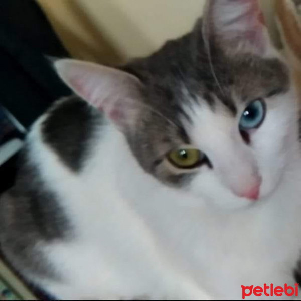 Van Kedisi, Kedi  leya fotoğrafı