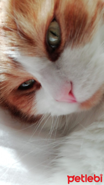 Norwegian Forest, Kedi  Rıfkı fotoğrafı