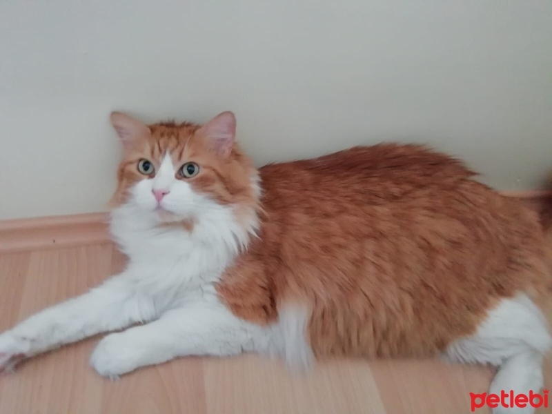 Norwegian Forest, Kedi  Rıfkı fotoğrafı