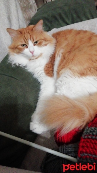 Norwegian Forest, Kedi  Rıfkı fotoğrafı