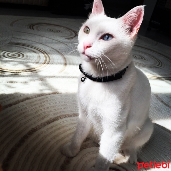 Van Kedisi, Kedi  Mırmır fotoğrafı