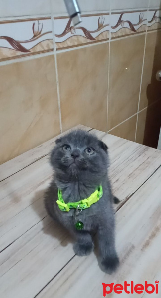 Scottish Fold, Kedi  Mia fotoğrafı