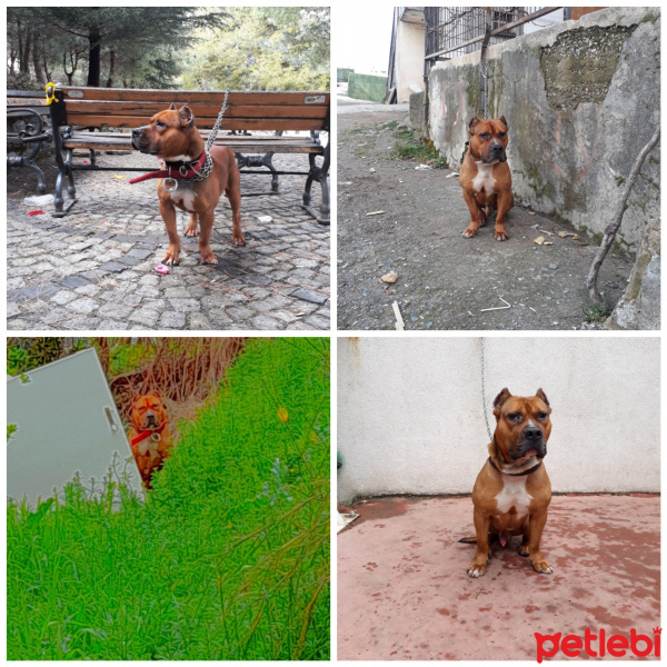 Amerikan Staffordshire Terrier, Köpek  Reis fotoğrafı