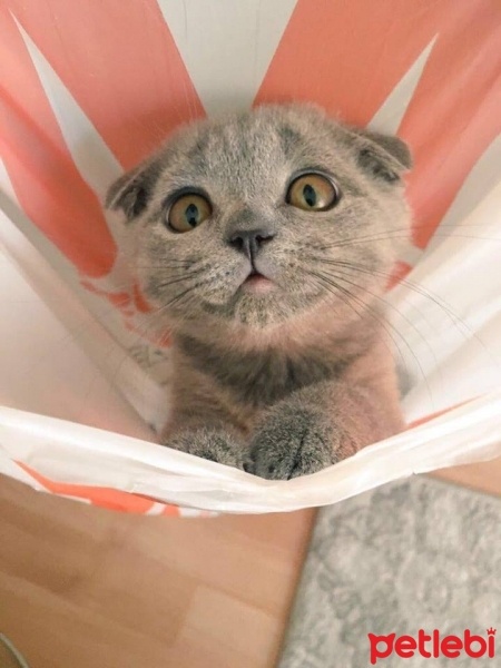 Scottish Fold, Kedi  Büdü fotoğrafı