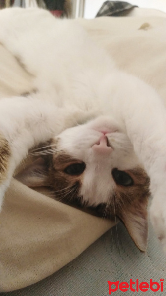 Tekir Kedi, Kedi  Mia fotoğrafı