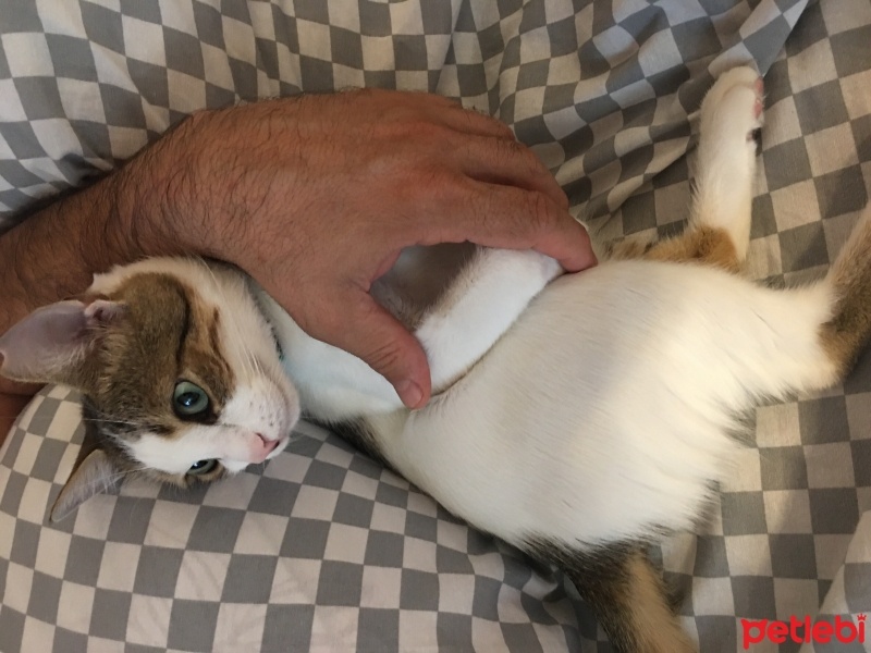Tekir Kedi, Kedi  Mia fotoğrafı