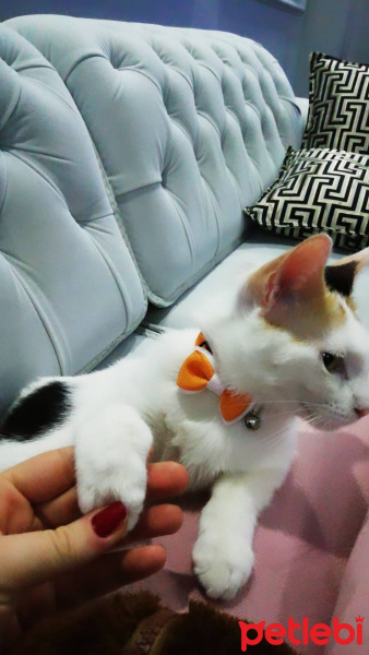 Tekir Kedi, Kedi  Bade fotoğrafı