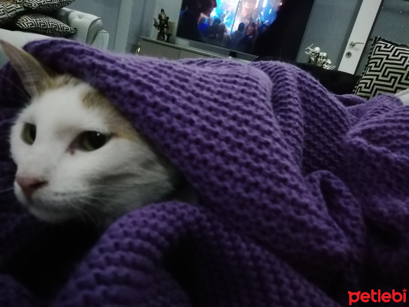 Tekir Kedi, Kedi  Bade fotoğrafı