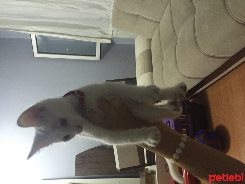 Ankara Kedisi, Kedi  Kopuk fotoğrafı