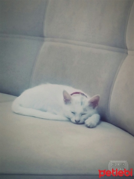 Ankara Kedisi, Kedi  Kopuk fotoğrafı