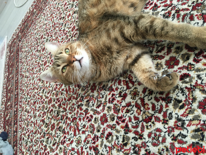 Tekir Kedi, Kedi  Tekir fotoğrafı