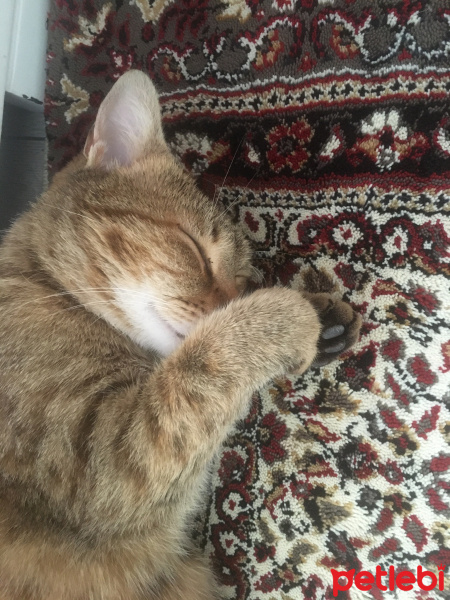 Tekir Kedi, Kedi  Tekir fotoğrafı