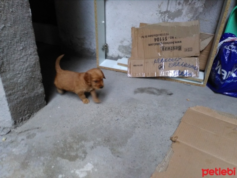 Amerikan Cocker Spaniel, Köpek  Tarcın fotoğrafı