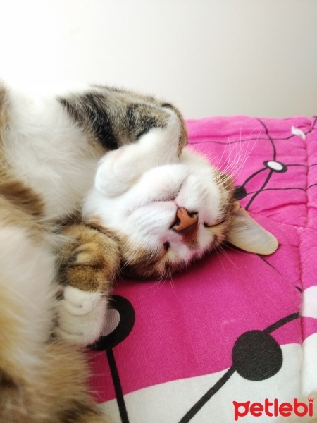 Tekir Kedi, Kedi  Şeftali fotoğrafı