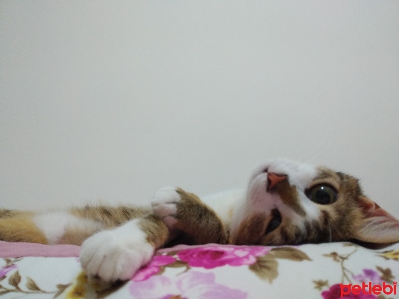 Tekir Kedi, Kedi  Şeftali fotoğrafı
