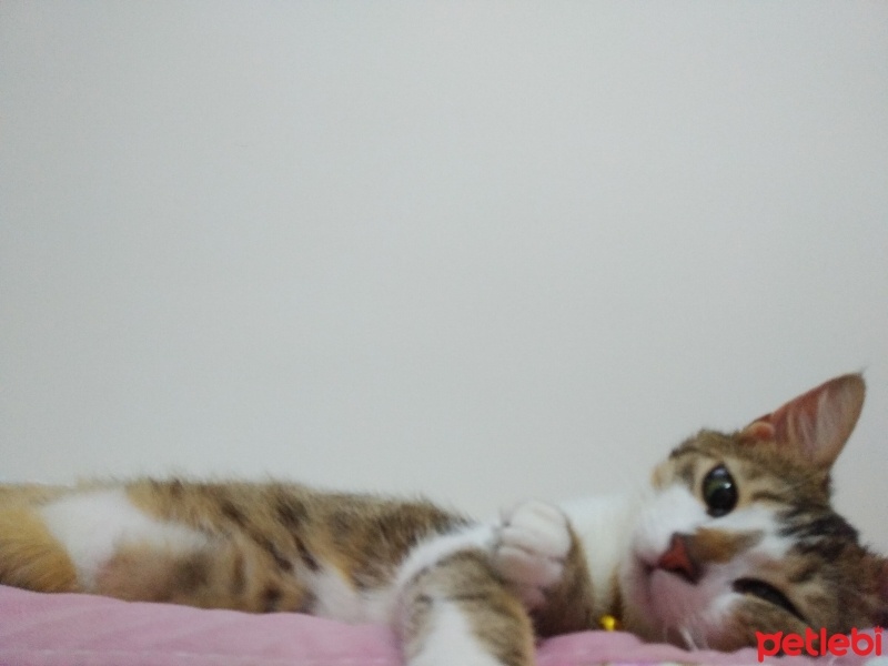 Tekir Kedi, Kedi  Şeftali fotoğrafı