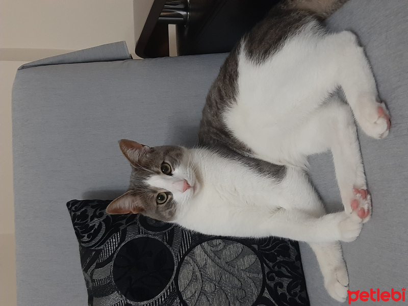 Tekir Kedi, Kedi  Pıtır fotoğrafı