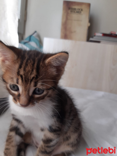 Tekir Kedi, Kedi  çok sevimli iki yavru yuva arıyorlar fotoğrafı