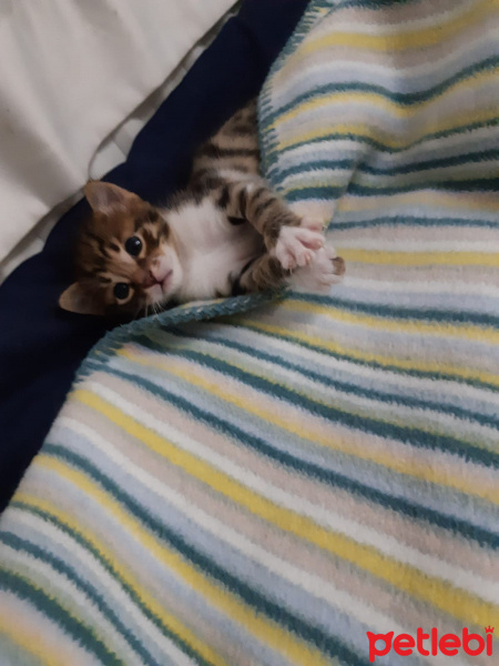 Tekir Kedi, Kedi  çok sevimli iki yavru yuva arıyorlar fotoğrafı