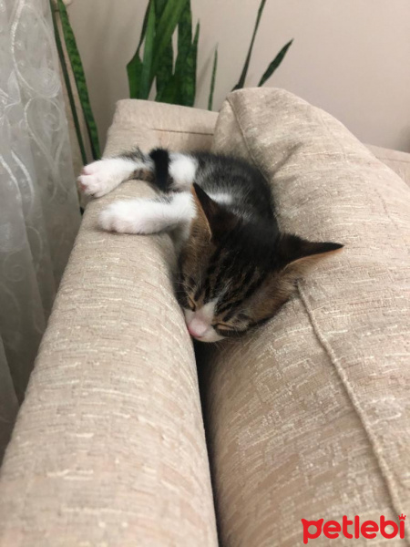 Tekir Kedi, Kedi  çok sevimli iki yavru yuva arıyorlar fotoğrafı