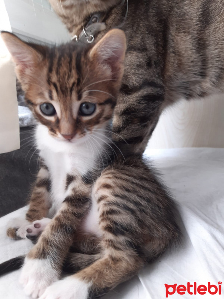 Tekir Kedi, Kedi  çok sevimli iki yavru yuva arıyorlar fotoğrafı