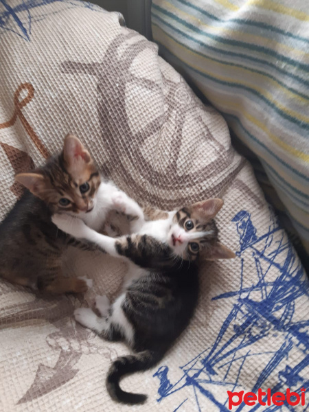 Tekir Kedi, Kedi  çok sevimli iki yavru yuva arıyorlar fotoğrafı