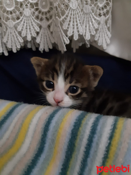 Tekir Kedi, Kedi  çok sevimli iki yavru yuva arıyorlar fotoğrafı