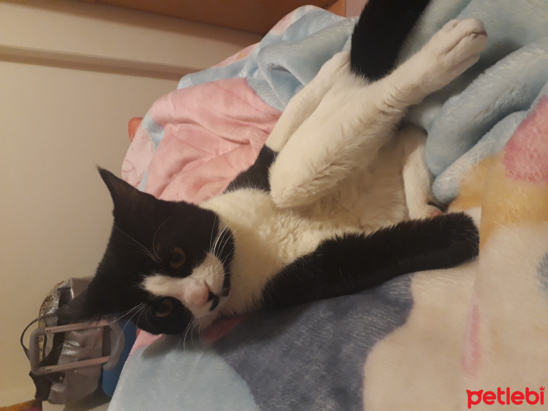 Tuxedo (Smokin) Kedi, Kedi  Smokin fotoğrafı