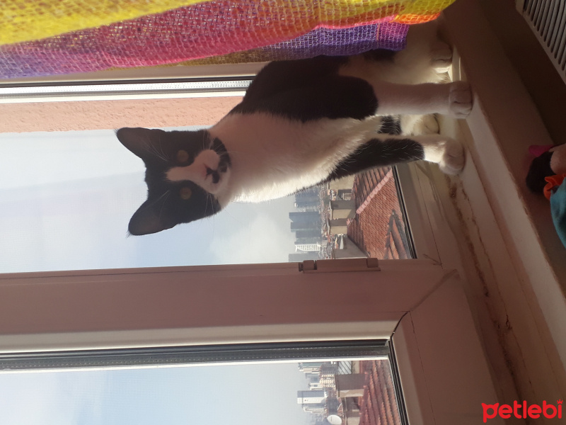 Tuxedo (Smokin) Kedi, Kedi  Smokin fotoğrafı