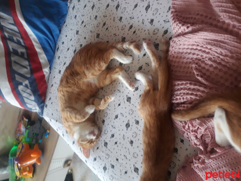 Ankara Kedisi, Kedi  Tigger fotoğrafı