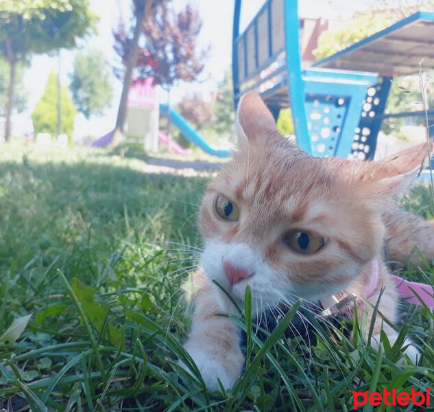 Ankara Kedisi, Kedi  Tigger fotoğrafı