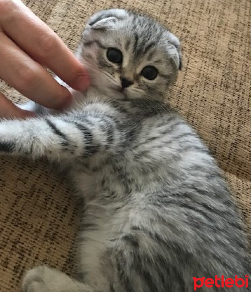 Scottish Fold, Kedi  Mia fotoğrafı