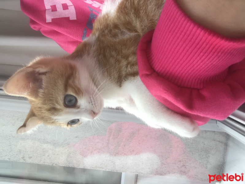 Sarman, Kedi  Boncuk fotoğrafı